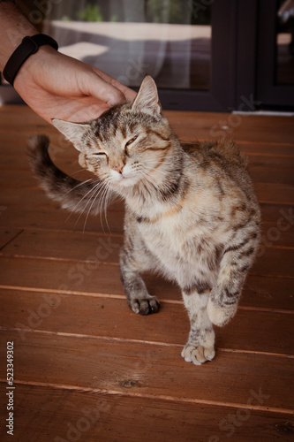 Person caresses the cat's head. Funny cat face