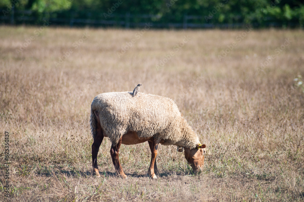 Fototapeta premium Slough Farm