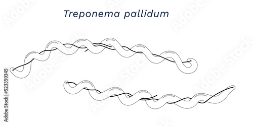 Εκτύπωση καμβά Line drawing of Treponema pallidum the pathogen of syphilis bacterias external anatomy