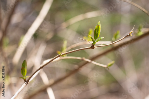 fresh spring bud