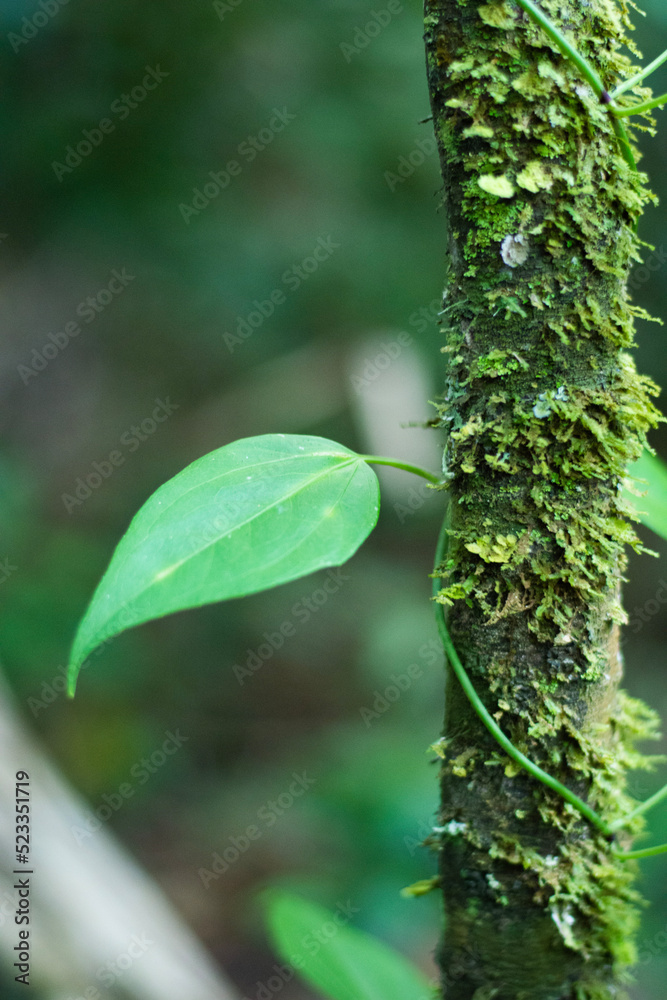 green leaves of a tree green leaves of a tree