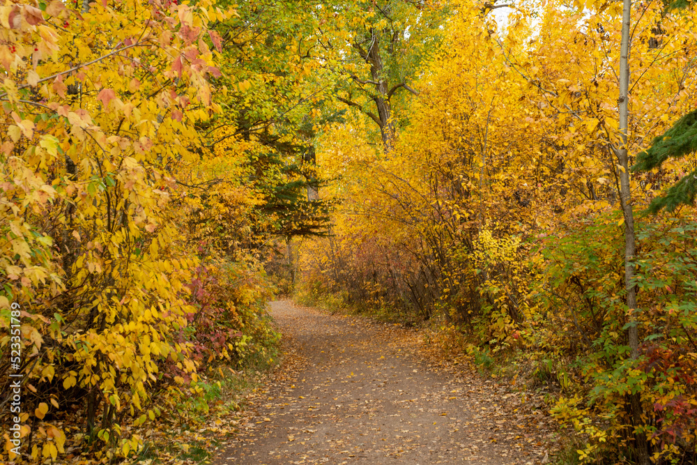 path in autumn forest