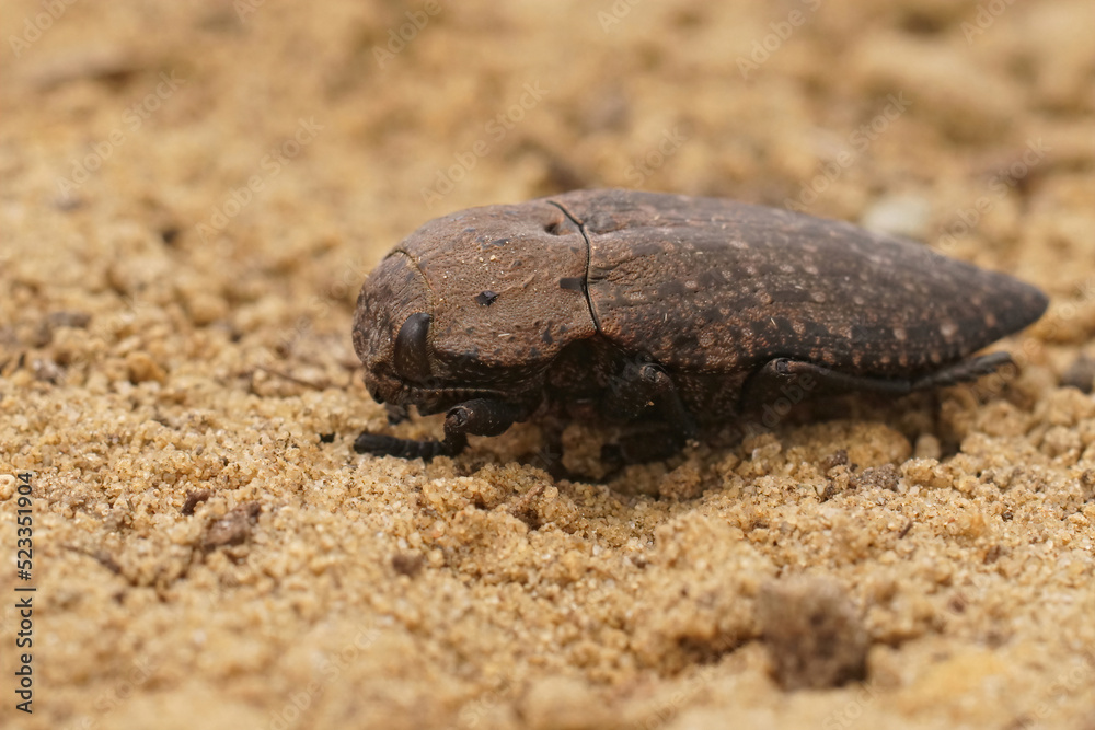 Closeup on a quite large brown mediterranean Jewel beetle , Capnodis tenebricosa, on the ground Closeup on a quite large brown mediterranean Jewel beetle , Capnodis tenebricosa, on the ground