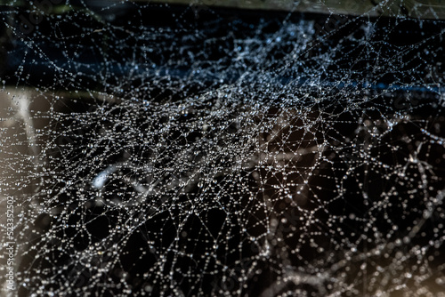 Water drops, droplets stuck on a cobweb after rain
