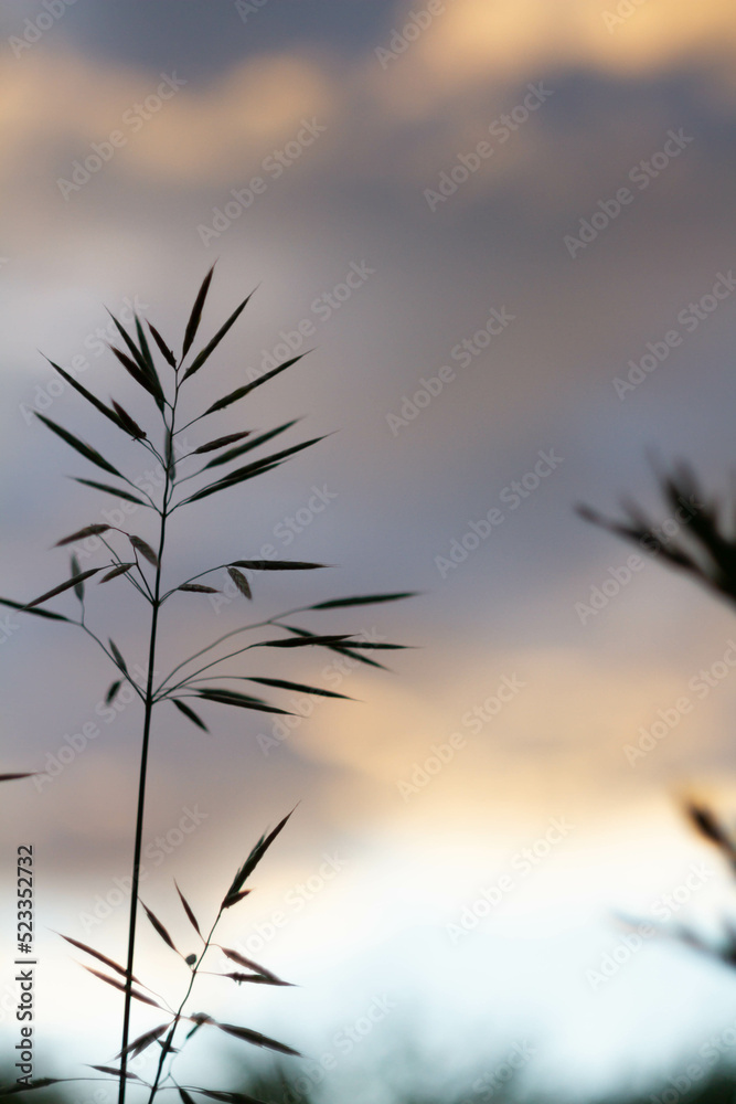 Green grass background in sunlight. Bright bokeh. Soft focus. Green grass background in sunlight. Bright bokeh. Soft focus.