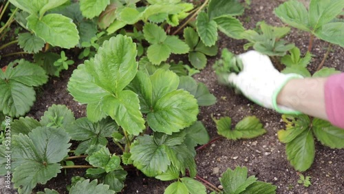 Weeding of strawberries in my garden