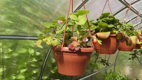 Strawberries in pots hanging in a greenhouse