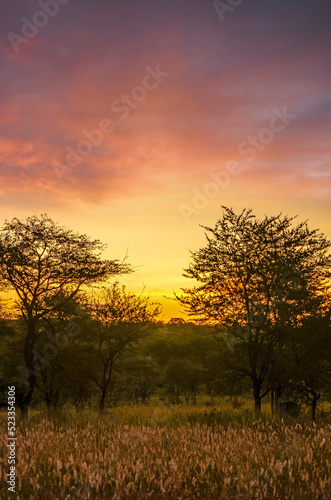 Sunset over the African savannah and its famous acacia trees 