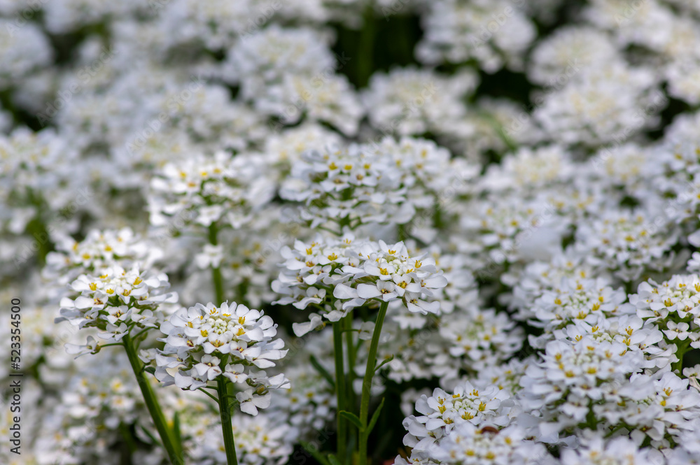 Iberis sempervirens evergreen candytuft perenial flowers in bloom, group of white springtime flowering rock plants Iberis sempervirens evergreen candytuft perenial flowers in bloom, group of white springtime flowering rock plants