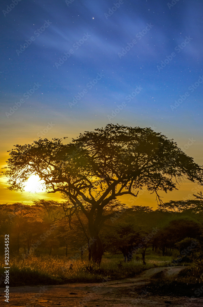 Sunset over the African savannah and its famous acacia trees
Sunset over the African savannah and its famous acacia trees