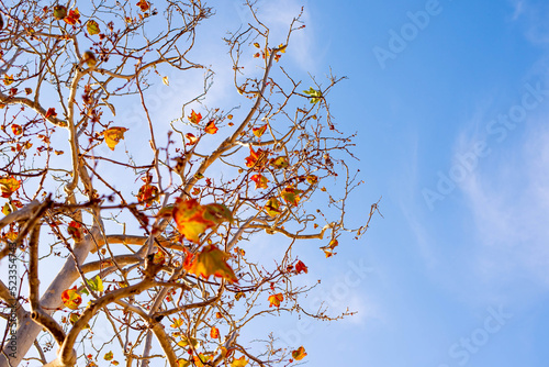 Tree in spring season with sky background.