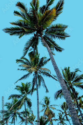 Comoros, Coconut Palms on a Blue background