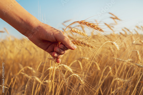 child's hand holding ears of wheat