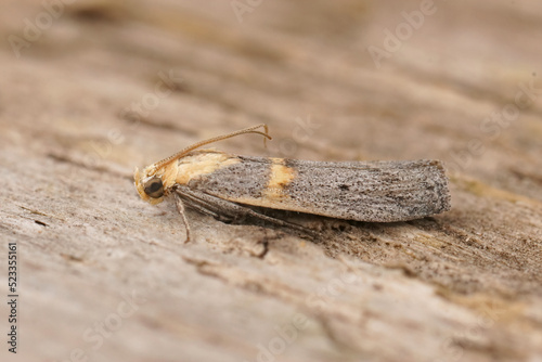 Closeup on a colorful Gold-banded Etiella Moth, Etiella zinckenella sitting on wood