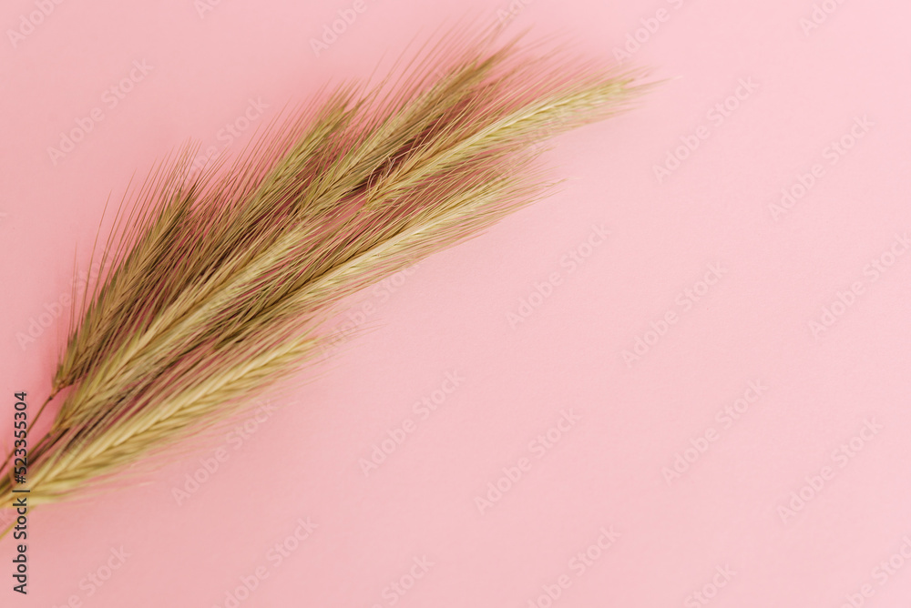beautiful ears of wheat on a pink background with copyspace for your design, pattern, texture. beautiful ears of wheat on a pink background with copyspace for your design, pattern, texture.