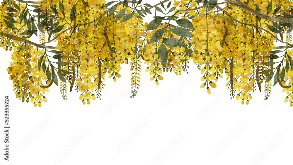 Obraz premium Cassia fistula or golden shower flowers watercolor with transparent background