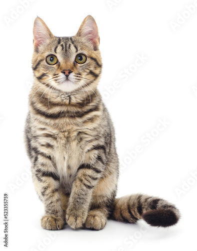 Kitten on white background.