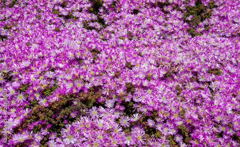 Obraz premium Blooming California Pacific coast ice plant.