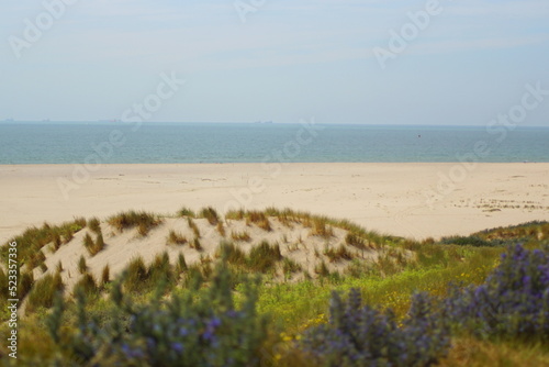 Eine Düne mit Blick auf die Nordsee in Holland