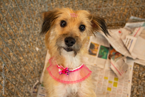 Um cão sem dono, disponível para adoção, na feira de adoção de animais resgatado das ruas. photo