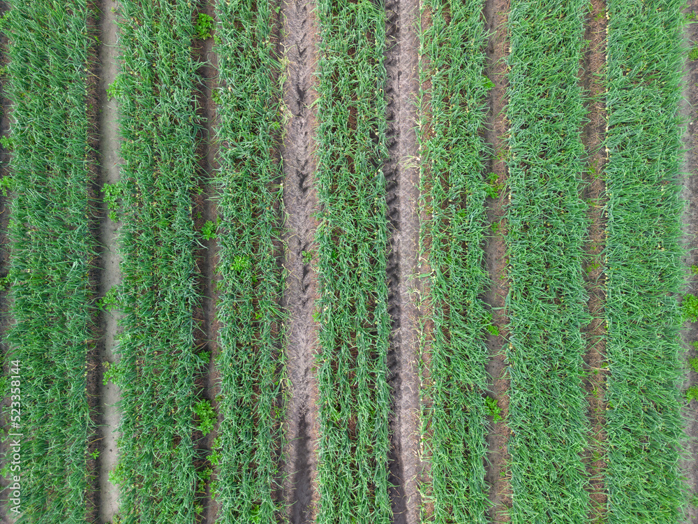 Low level top down; bird's eye aerial view of a crop of onions in the rural English countryside farmland Low level top down; bird's eye aerial view of a crop of onions in the rural English countryside farmland