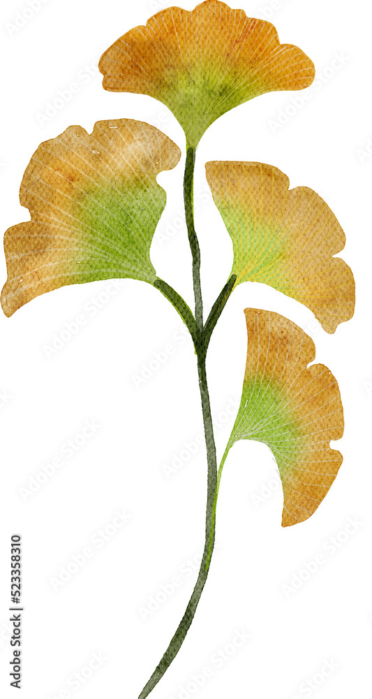 Ginkgo biloba watercolor with transparent background Ginkgo biloba watercolor with transparent background