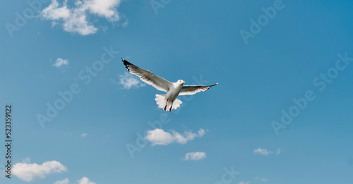Portrait of Baikal gull soaring in cloudy sky in sunlight.