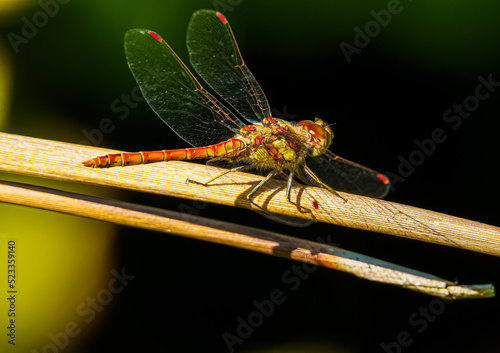 A common darter dragonfly sitting on a branch © Frank