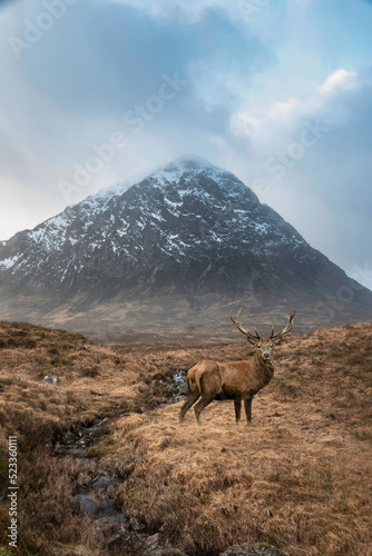 Composite image of red deer stag in Majestic landscape Winter portrait ofn Stob Dearg Buachaille Etive Mor mountain and snowcapped peak in Scottish Highlands photo