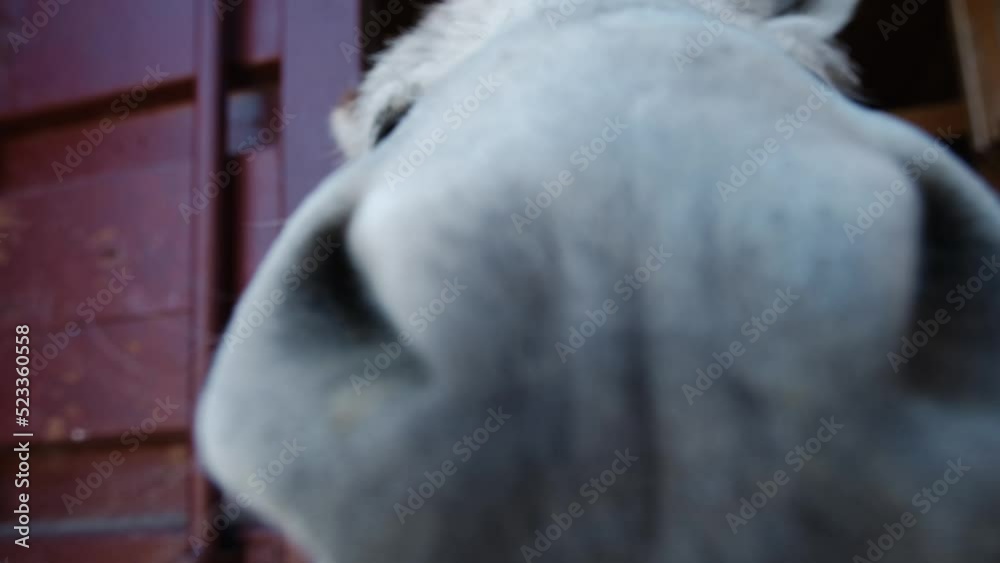 Grey white lone donkey with big ears stands behind wooden paddock and attentively watches with curiosity. Farm animals in village. Close up portrait. Sniffs the camera lens. Grey white lone donkey with big ears stands behind wooden paddock and attentively watches with curiosity. Farm animals in village. Close up portrait. Sniffs the camera lens.