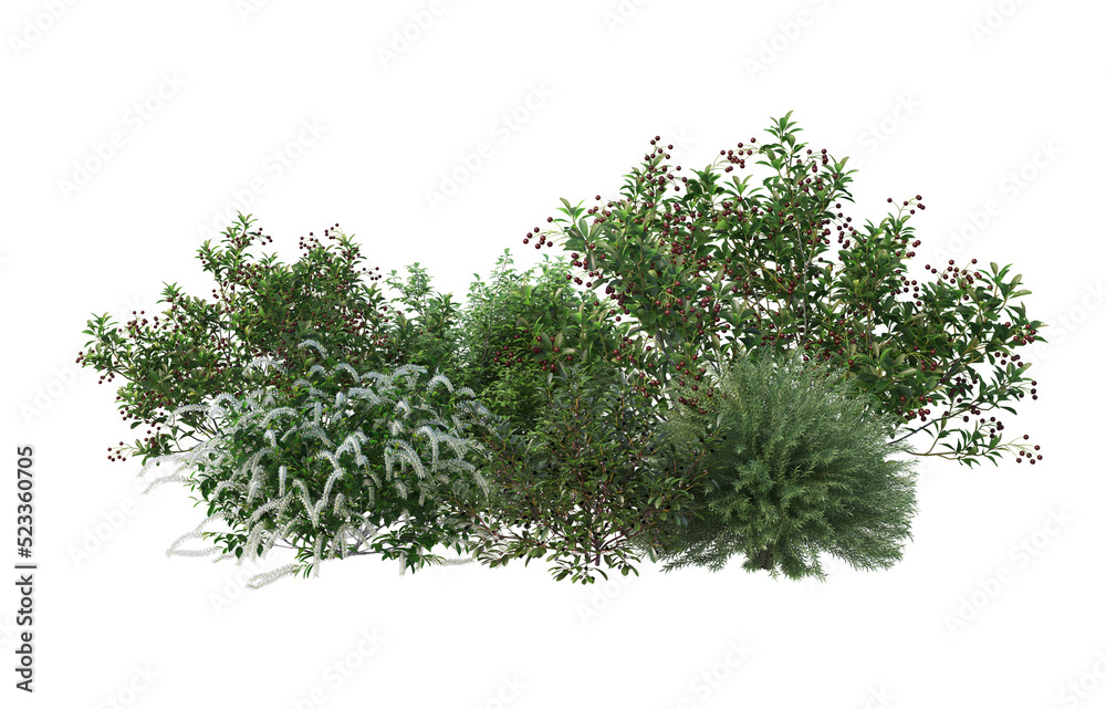 Fototapeta premium Shrubs and flower on a transparent background 