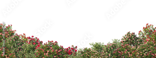 Shrubs and flower on a transparent background 