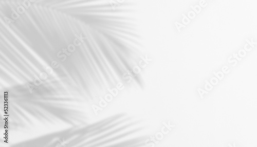Shadow of Palm Leaves on white Cement wall for Abstract Background.