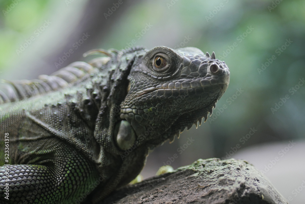 Fototapeta premium close up of Spiny Lizard Looks Around