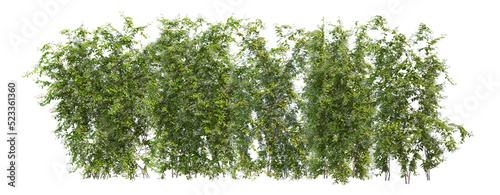 Ivy on a transparent background  © jomphon