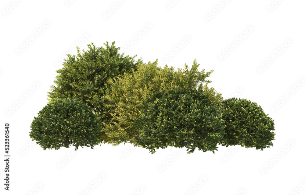 Fototapeta premium Pine garden decoration on a transparent background 