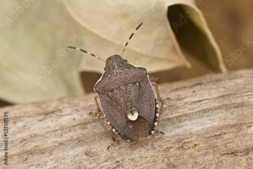 Closeup on the small mediterranean Pentatomid shield bug, Holcostethus albipes photo