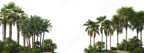 Palm garden on a transparent background  © jomphon