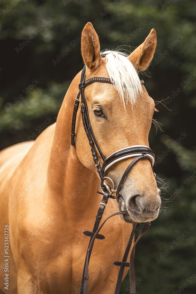 Fototapeta premium Head portrait of a bridled dressage horse. Portrait of a beautiful palomino kinsky warmblood horse gelding in summer outdoors