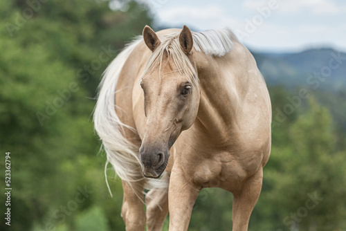Photos Head portrait of a palomino kinsky horse gelding on a pasture in summer outdoors