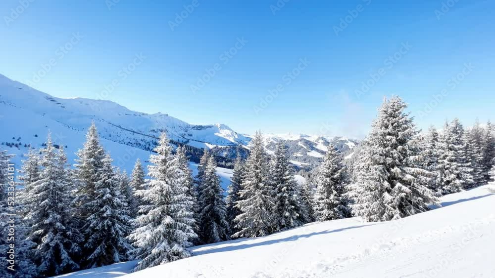 Beautiful white, snow covered fir tree over the forest Beautiful white, snow covered fir tree over the forest