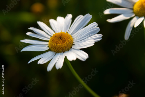 photo of daisy flower on a blurry background  can be used in advertising  for example  tea from chamomile or toothpaste with chamomile