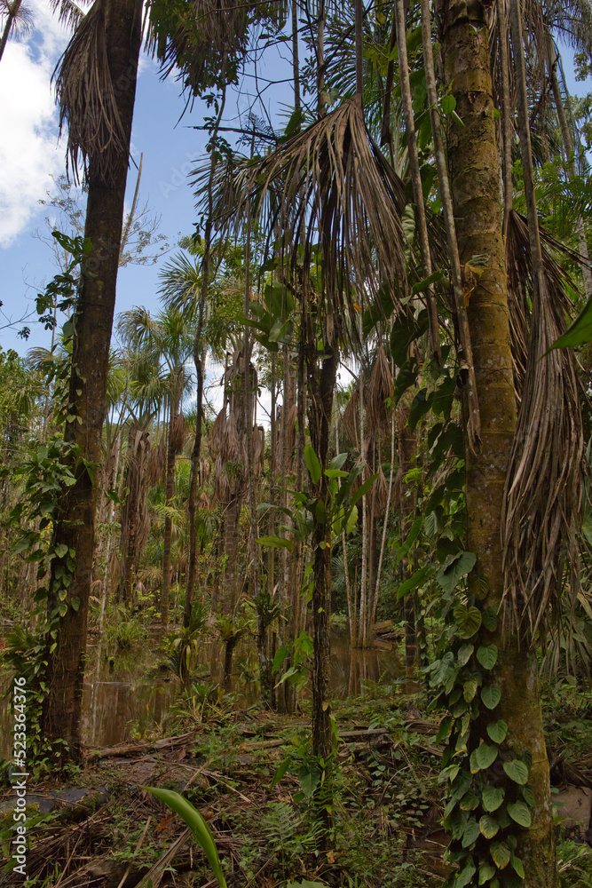 Huayo Forest or Bosque de Huayo Huayo Forest or Bosque de Huayo