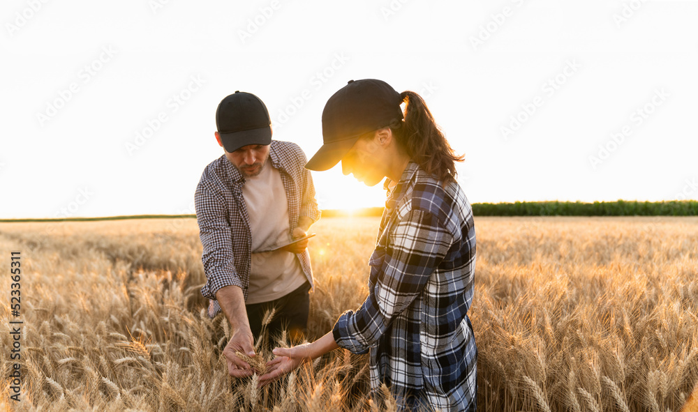 Couple of farmers examines the field of cereals and sends data to the cloud from the tablet. Smart farming and digital agriculture. Couple of farmers examines the field of cereals and sends data to the cloud from the tablet. Smart farming and digital agriculture.