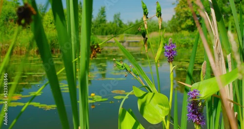 Fresh green grass, reeds grow on the shore of swampy area. Spring in the forest. Close-up of vegetation. Relax. calm, harmony wellness in nature. Eco friendly concepte. Ecologicaly clean air. photo