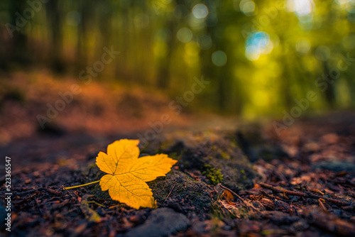 Autumn forest nature. Abstract closeup orange leaf on rocks on woodland pathway. Scenery of nature sunlight, blurred forest sunny path landscape. Adventure seasonal colorful autumnal background