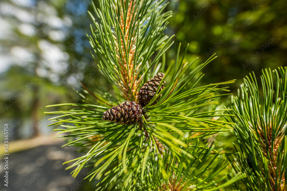 Spruce branch with young needles and a young spruce cone. Closeup tree branches forest nature landscape. Christmas background holiday symbol evergreen tree with needles. Shallow depth of field Spruce branch with young needles and a young spruce cone. Closeup tree branches forest nature landscape. Christmas background holiday symbol evergreen tree with needles. Shallow depth of field