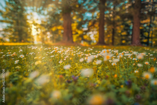 Beautiful natural colorful forest field early autumn season. Meadow nature sunset blooming daisy flowers, sun rays beams. Closeup blur bokeh woodland forest nature. Idyllic panoramic floral landscape