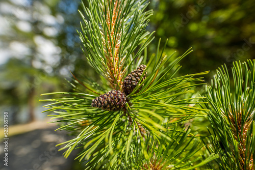 Spruce branch with young needles and a young spruce cone. Closeup tree branches forest nature landscape. Christmas background holiday symbol evergreen tree with needles. Shallow depth of field