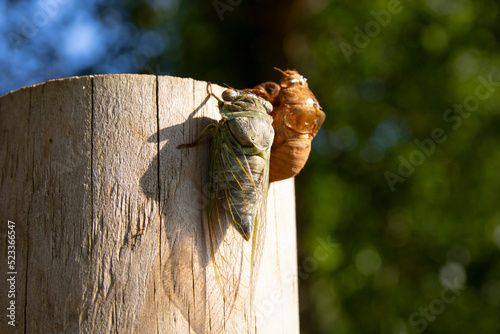 Cicada with Exuviae photo